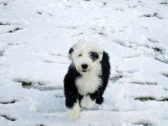 More information about "Puppy snow"