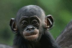 baby bonobo