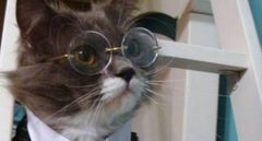 professor kitty Cat