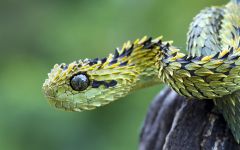 yearofthesnake6