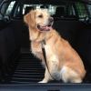 Octavia MK3 with dog guard, and dog