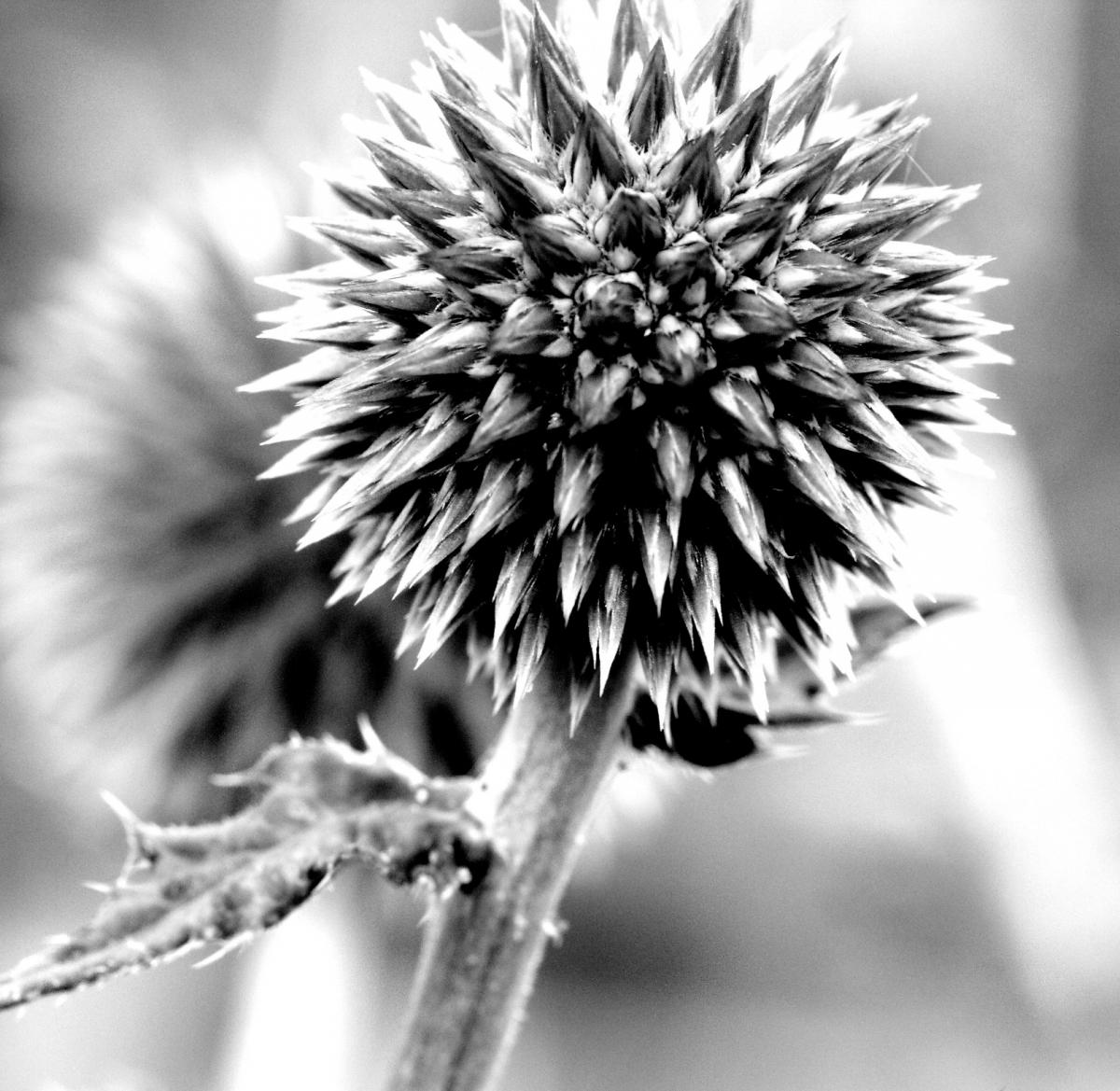 Milk Thistle