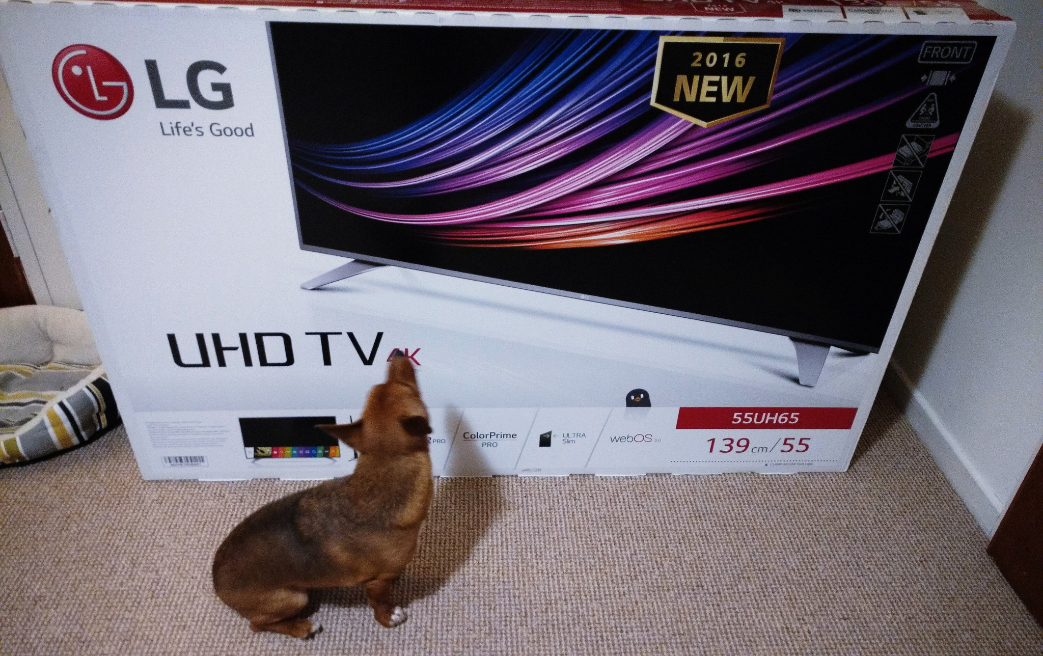 New TV do I need 4k? The Technology Shed BRISKODA