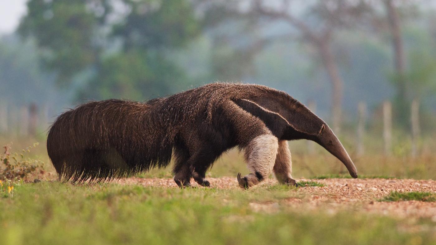 Giant Anteater Pet