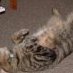 bloodycat