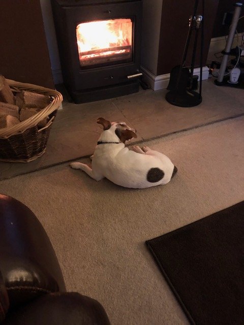 Sam, my 16 year old Jack Russell