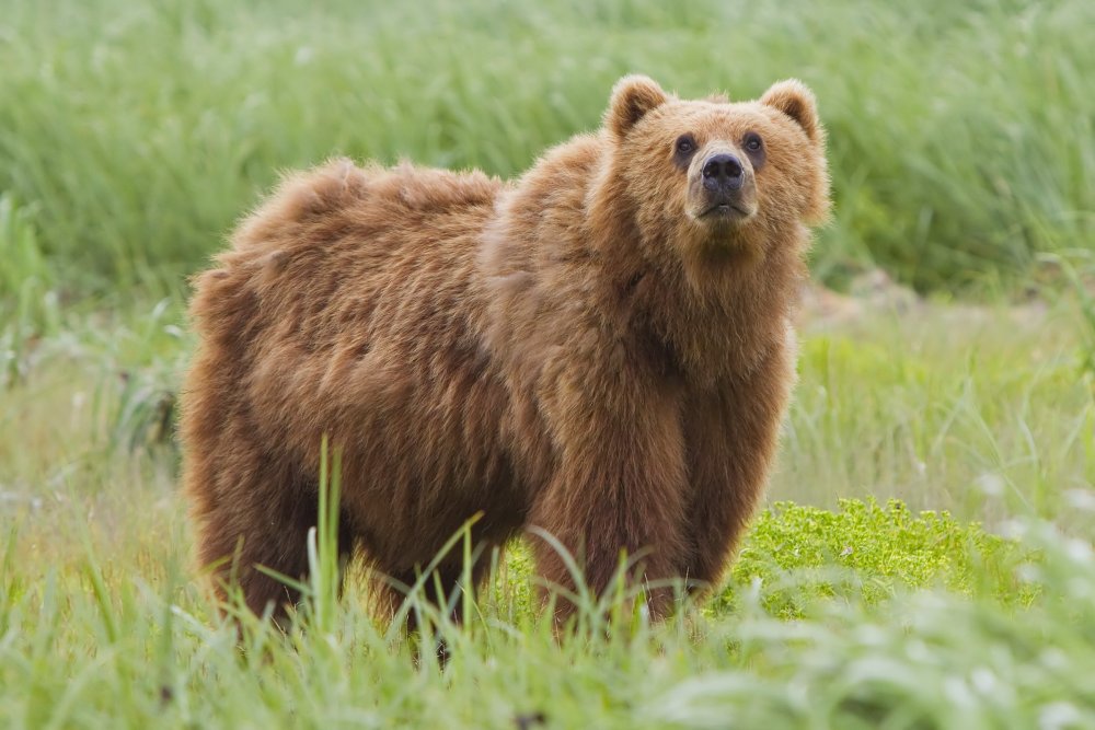 2010-kodiak-bear-1.thumb.jpg.aff15cc1a355039aca0a4f9fd241cc1f.jpg