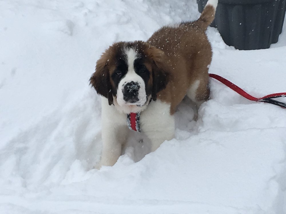 IMG_0336[1].JPG