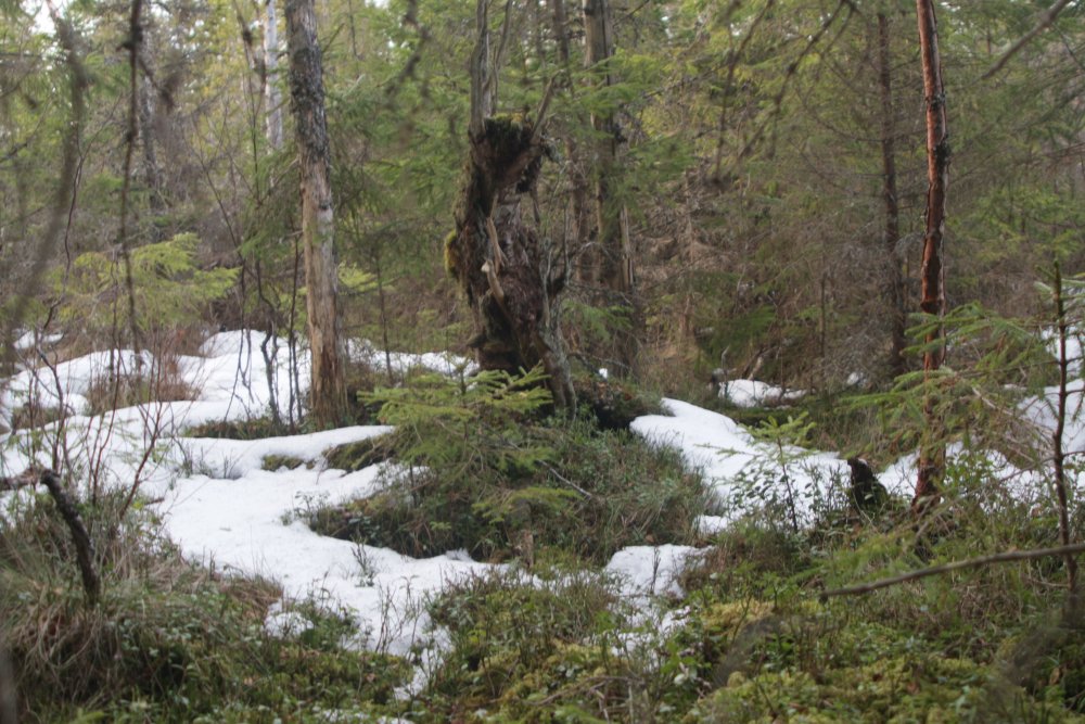 der var bjørene IMG_2496.jpg