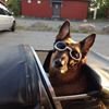 Mickeviking