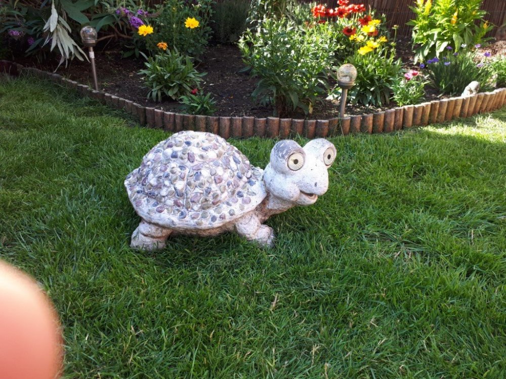 turtle.thumb.jpg.e419d39d86f91182c17ed1feadc36db4.jpg