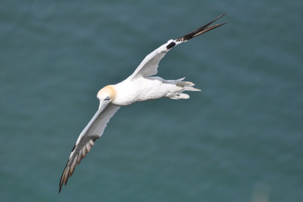 Gannet - Bempton.JPG