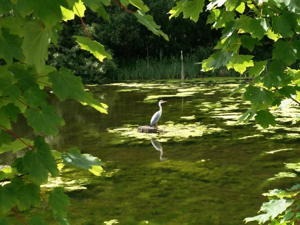 Heron.jpg