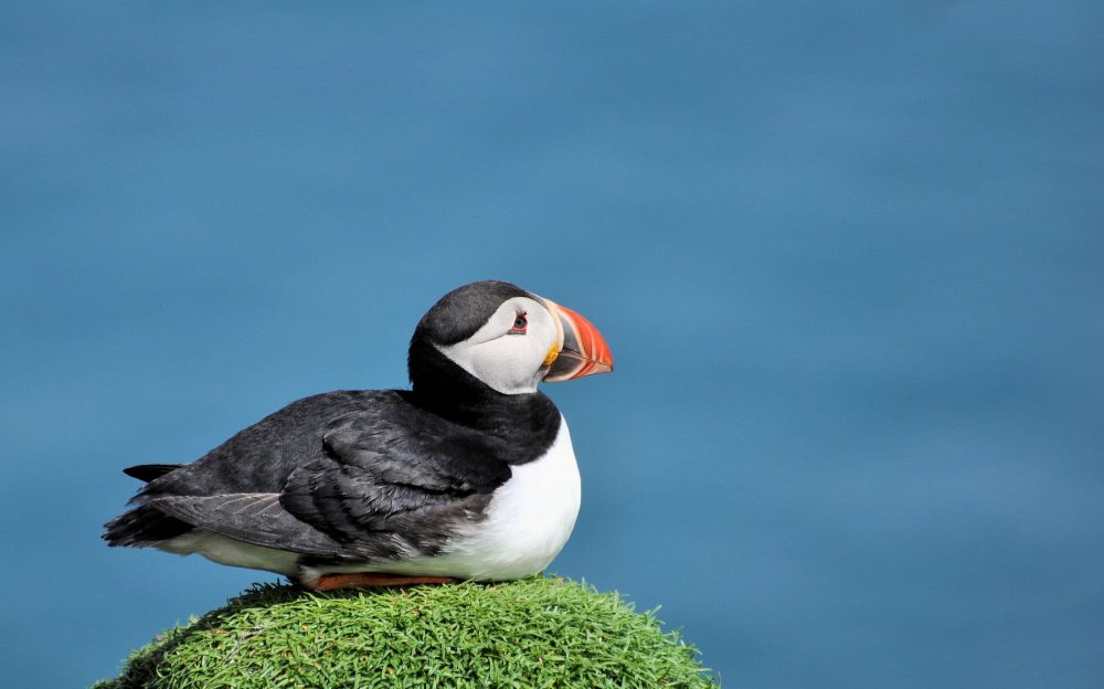 1225060214_Puffin3.thumb.jpg.6db189b5916c63e66cb7c85cc053fa6c.jpg
