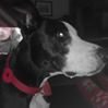 DexTheDog