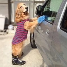 5ae6b7a55bade2837fd63b0def7f2ac6--funny-pets-funny-animals.jpg.ea0c694e632b1314eae0b34b0cb191b8.jpg