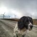 Roger_Rothery