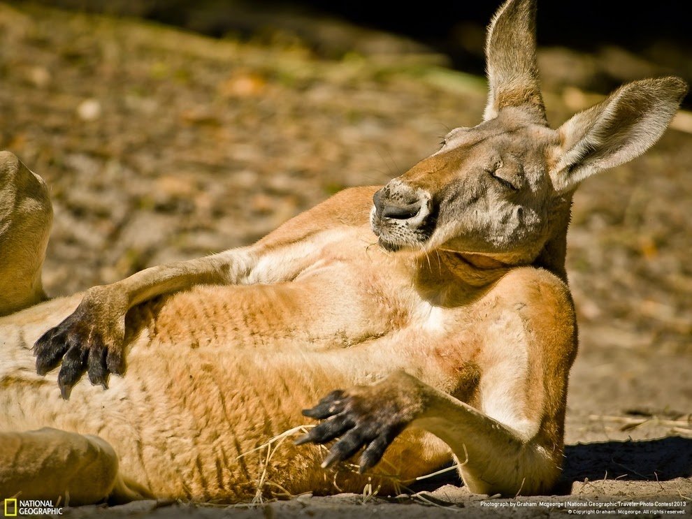 1001022935_kangarooresting.jpg.7dd5a7975e581357772bc1a3297c964f.jpg