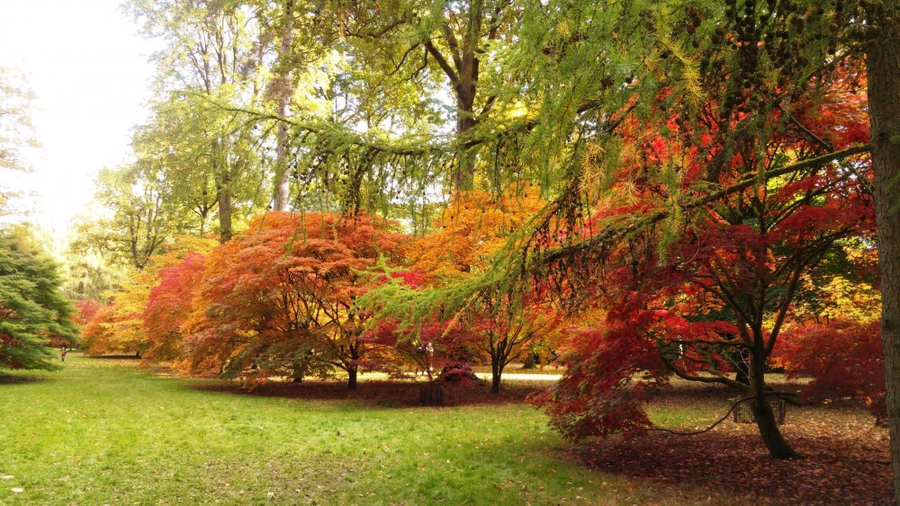 101328648_AutumninWestonbirtIa.thumb.jpg.da02f3175fbbe4f546f34e9326d84981.jpg