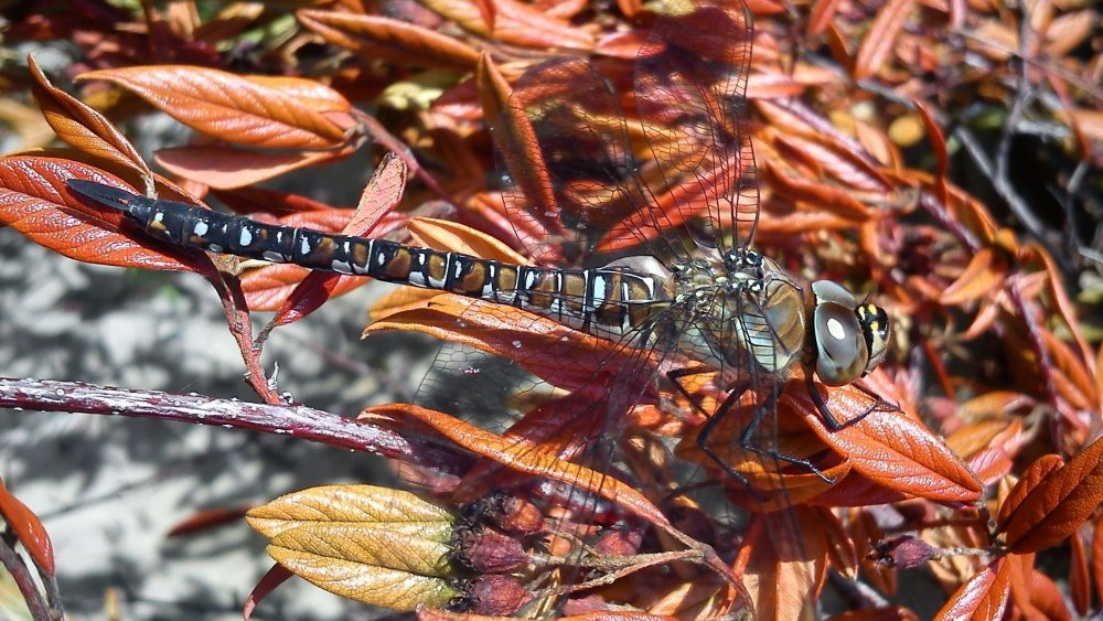 Dragonfly2.thumb.jpg.e3a6b2a5ab7636214a7617d6a6e969ba.jpg