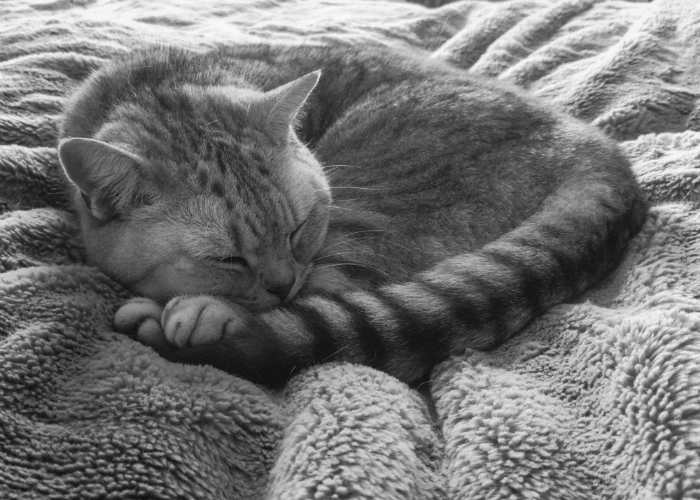 Tilly.thumb.jpg.d72f8c8357e5ba91e77d90af73d7f595.jpg