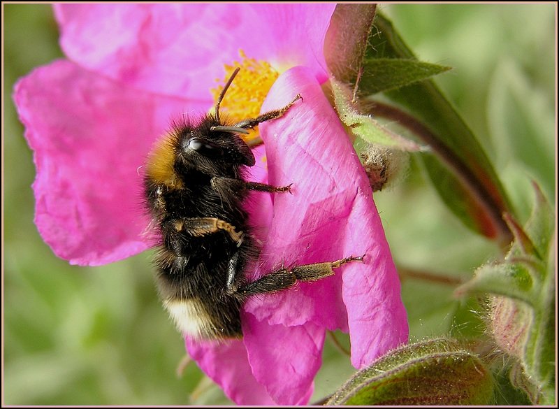 bee..jpg.f11996d18d250c78b909ca61f1126211.jpg