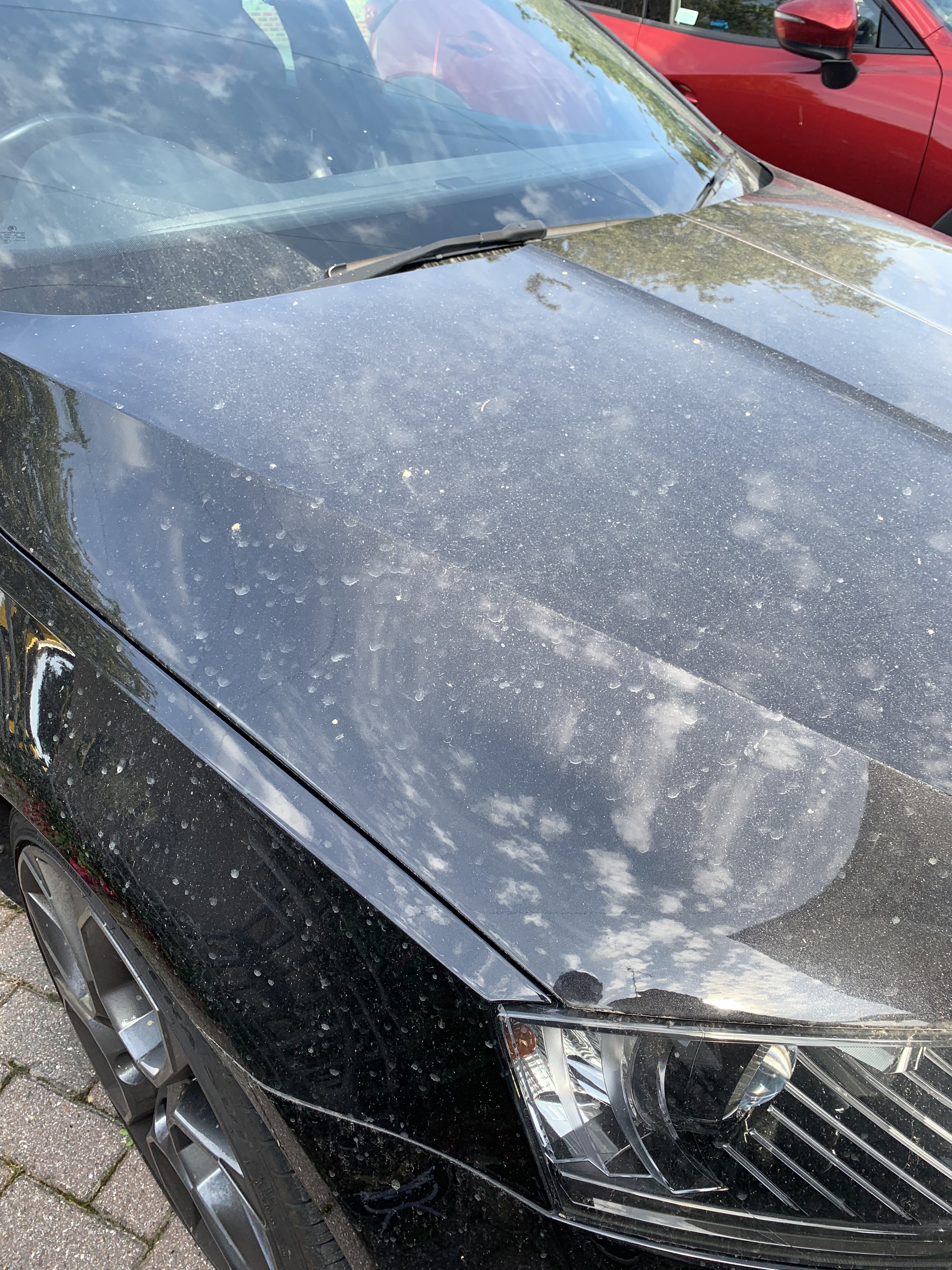 Mortar on paintwork Skoda Octavia Mk III (2013 onward Mortar on paintwork Skoda Octavia Mk III (2013 onward