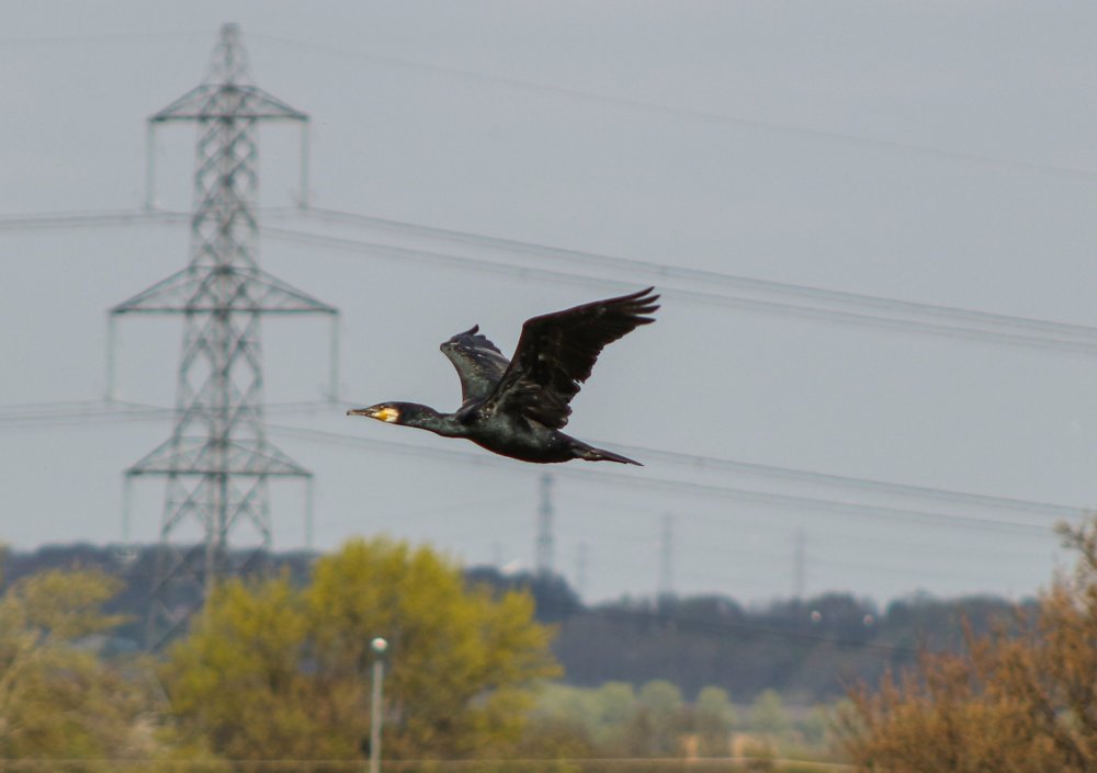 2020-04-08_09-11-13.jpg