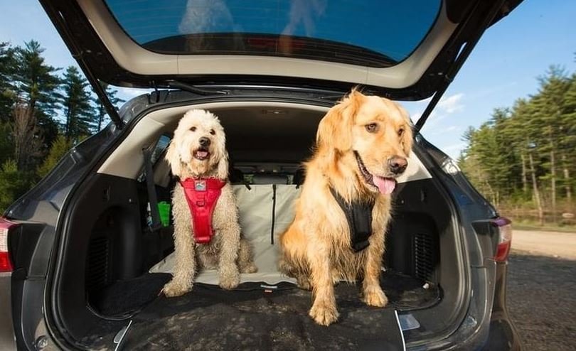1817717902_Reardogs.JPG.b6637c288cdc689fed6bed4626405cbc.JPG