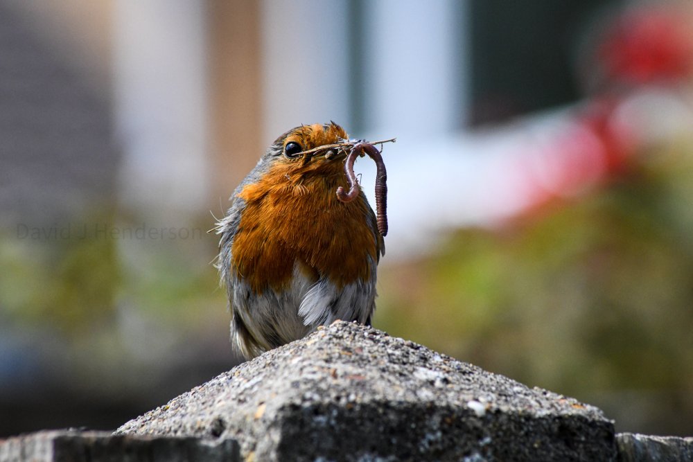 DSC_0432.thumb.jpg.ddcfb97ba7f9754ed85b34779598bb61.jpg