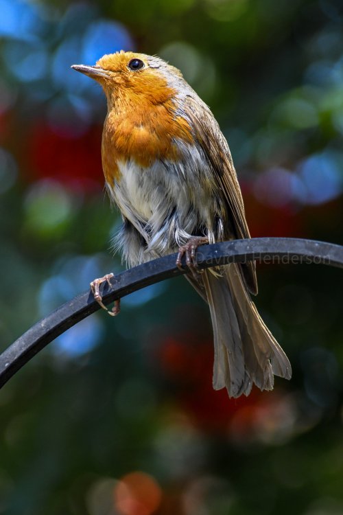 DSC_0440.thumb.jpg.a7ff74f78f1b74c3dbbce710dd90cd41.jpg