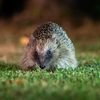 Marchincus