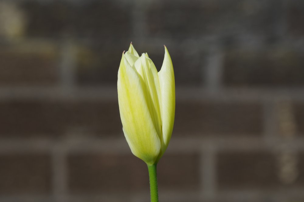 IMGP6914.thumb.JPG.5558f21e29a67c8fb22eee3247c37243.JPG