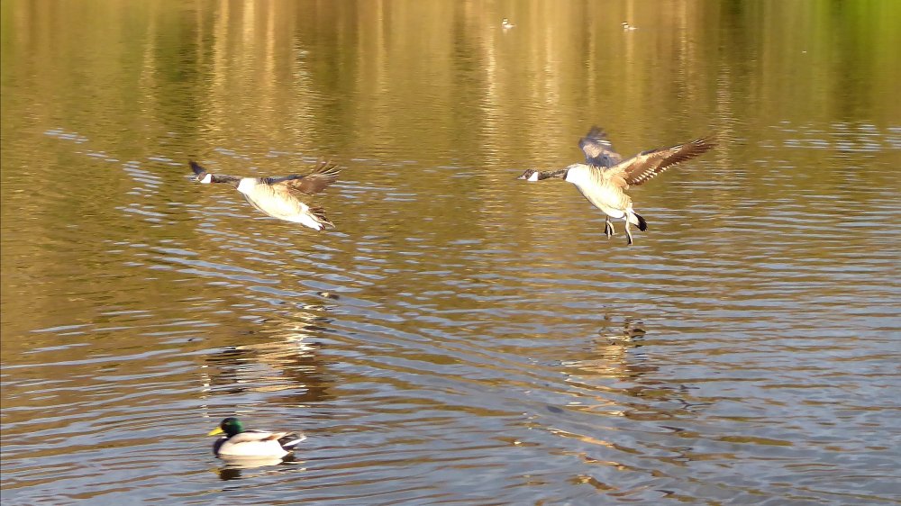 IMG_20210415_210718.jpg