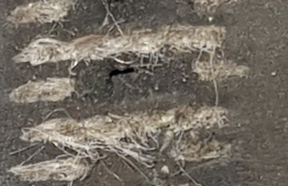 image.thumb.png.535fa76133ff678f0b91d382b5d809f0.png