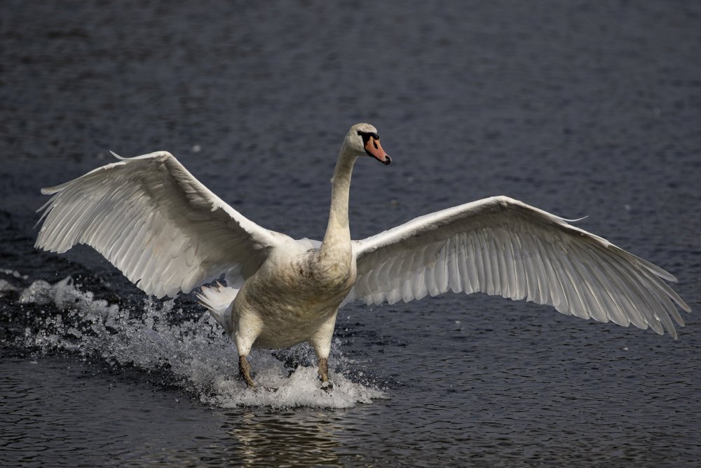 1827595364_A4Swan.thumb.jpg.0273b12642c29db7bbfd6d178c5e0a6f.jpg