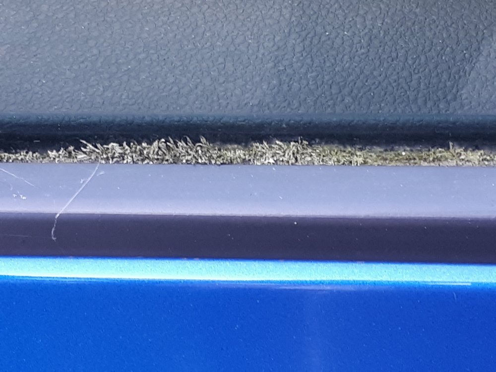 Moss before (2).jpg