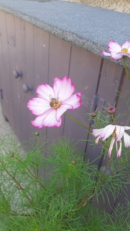20210826_101917.thumb.jpg.4470a9b5a3ddff3315d2c2b05cad22ba.jpg