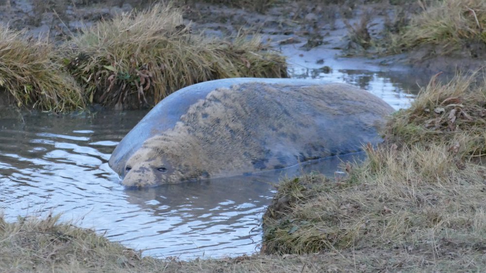 1020090_edit_496212279671679.thumb.jpg.5e3ebeb36afc9b4a660f7f9853cf71d6.jpg