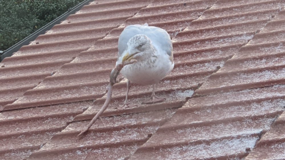 764865411_Seagullbreakfast.thumb.jpg.1ba8bfb35a62a3389b78f13ccfbb0713.jpg