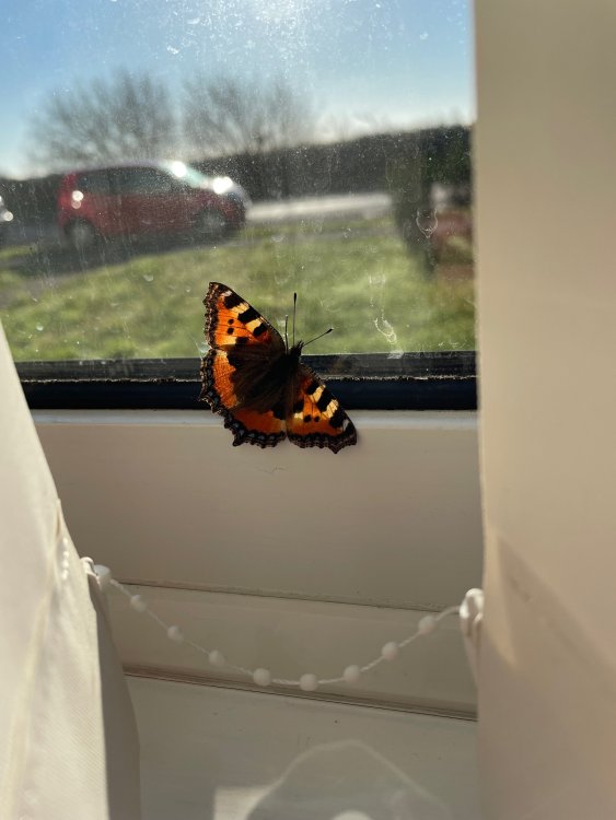IMG_4296.jpeg
