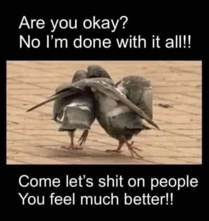 Pigeons.thumb.jpg.54cb7c8fe5e8752a75b96a8e95a8f9c1.jpg