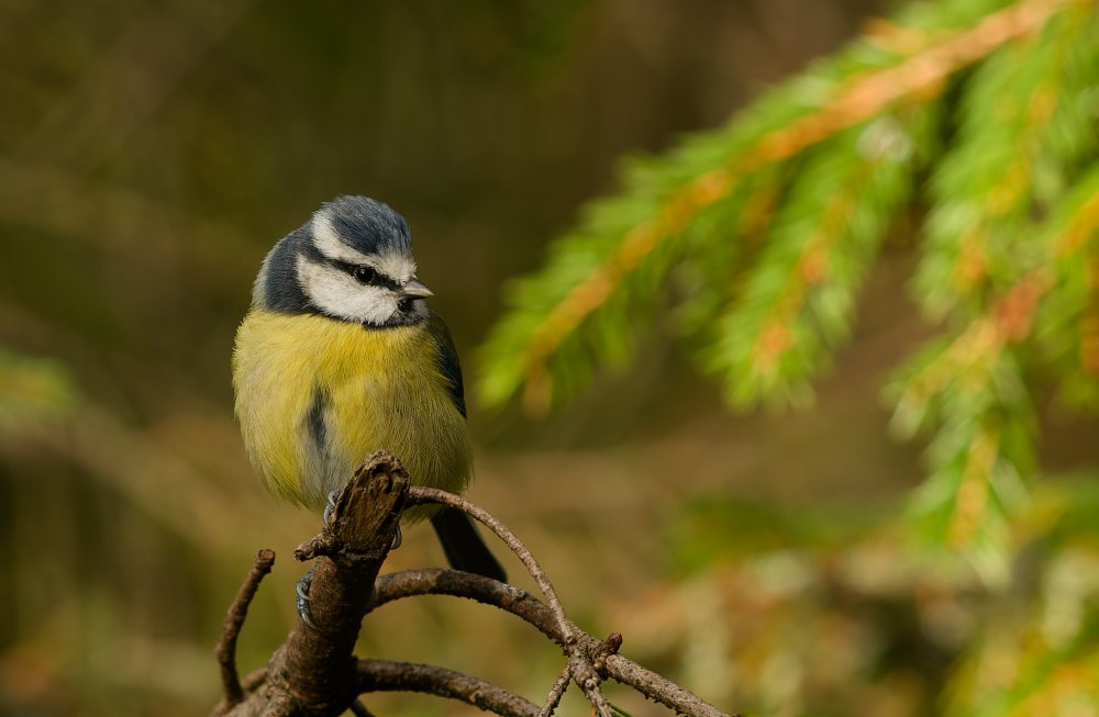 _D6A3161_DxO-Edit Bluetit.jpg
