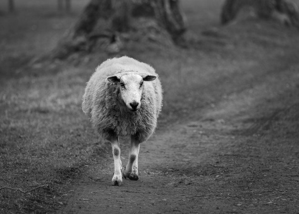 1I6A5556_DxO-Edit Sheep Wolsingham walk.jpg