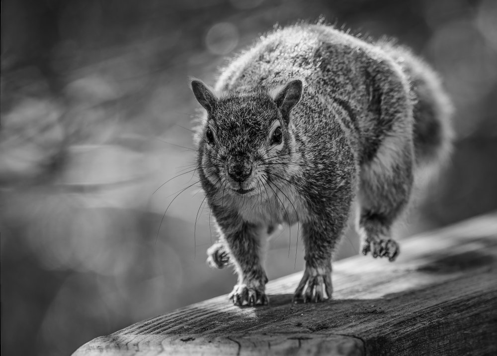 _I6A7161_DxO-Edit Running squirrel.jpg