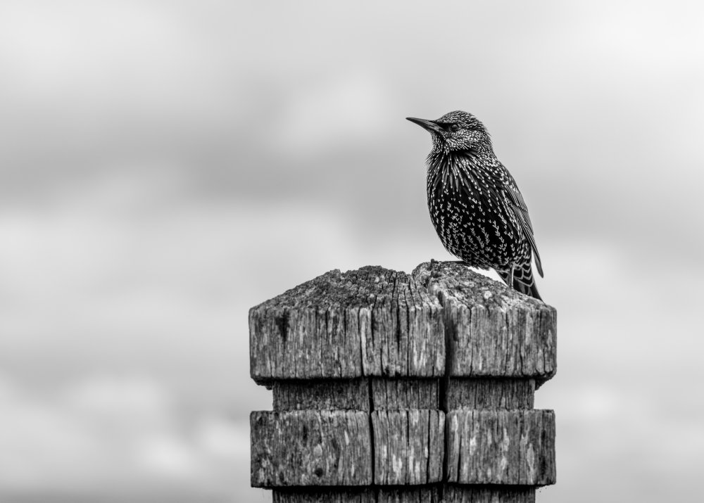 DSCF1933 copy Starling on a fence post at Blyth beach srgb.jpg