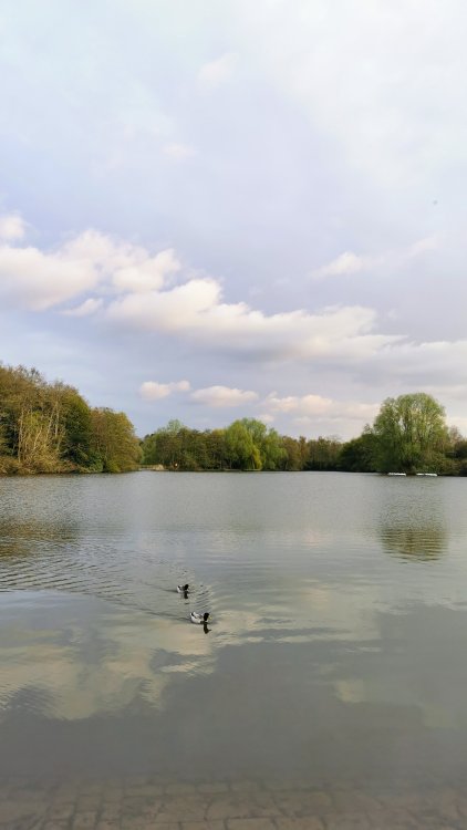 214997045_IMG_20230420_192000_edit_7511295187145482.thumb.jpg.95df26a65617edfe8a923430ac0db4a7.jpg