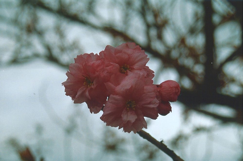 blossoms.thumb.jpg.4a48e96a9a543e0c156d14ddf75b5951.jpg