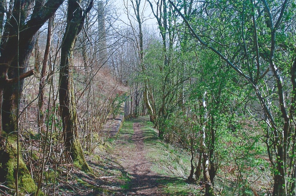 dunaskin_trees.thumb.jpg.a10d30f2bb454165409fc37626ba8760.jpg