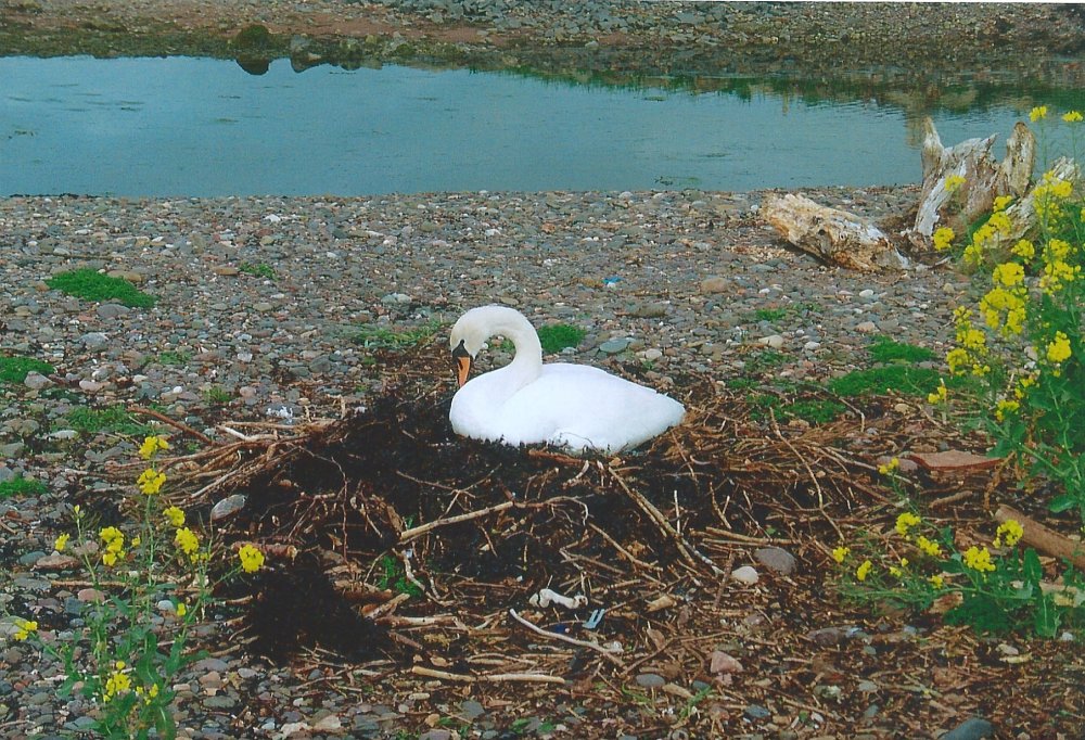 swan.thumb.jpg.8ac445d5354274c247b247ef64e8ced9.jpg